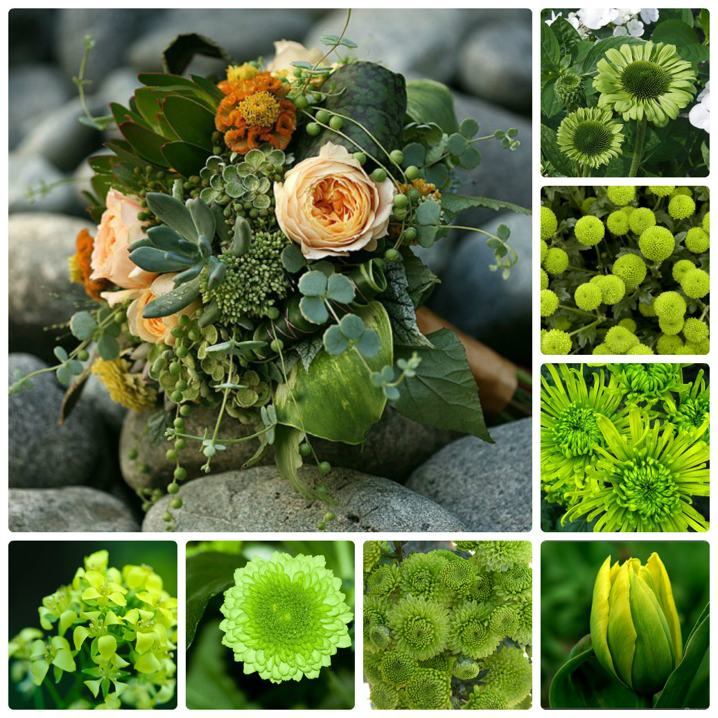 цветы зеленого цвета