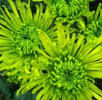 Зеленые цветы - средство против стресса