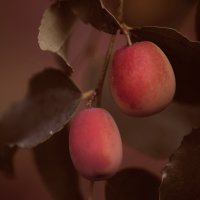 Зизифус: полезные свойства ягоды, особенности выращивания 