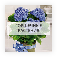 Горшечные растения Крым