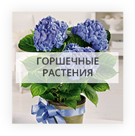 Горшечные растения Аяччо