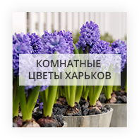 Комнатные цветы Kiev