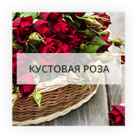 Кустовая роза Ивано-Франковск