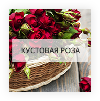 Кустовая роза Житомир