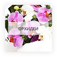 Orchids by Kiev