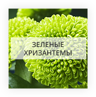 Green chrysanthemums