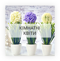 Кімнатні квіти по Хмельницькому